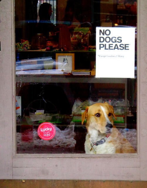 Is There Benefit to Allowing Dogs in Your Small Business?